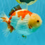 CHUBBY A Grade Red White Yuanbao Male 6 inches #041026YB_26