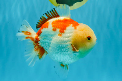 CHUBBY A Grade Red White Yuanbao Male 6 inches #041026YB_26