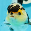 AAA Grade Panda Oranda Female 5.5 inches #1004OR_33