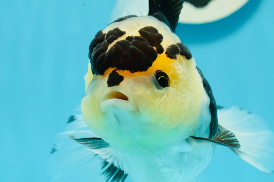 AAA Grade Panda Oranda Female 5.5 inches #1004OR_33