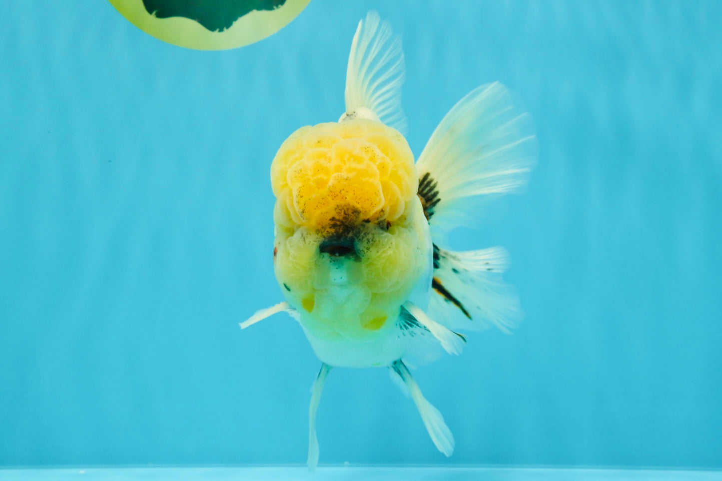 AAA Grade Godzilla White Tiger Oranda Male 6.5 inches #022726OR_10