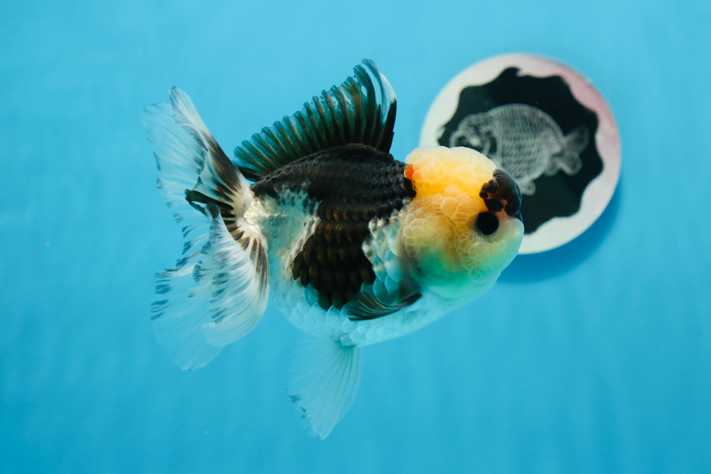 A Grade Wolverine Tricolor Oranda Female 4.5-5 inches #0830OR_03