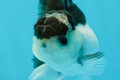 Panda Oranda Male 3.5 inches #1004OR_31