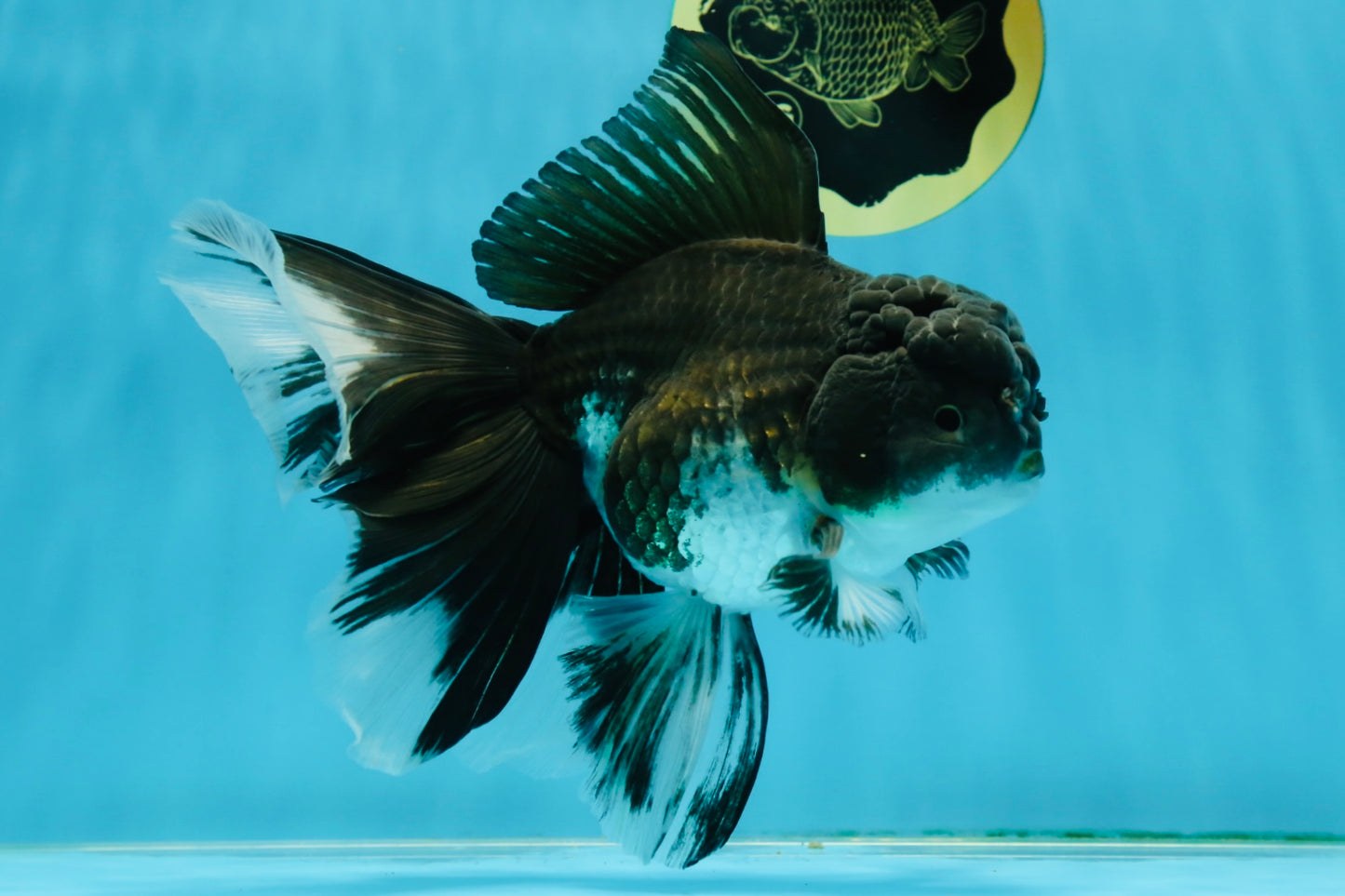 A Grade Fluffy Tail Panda Oranda Male 6.5 inches #010325OR_14