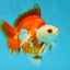 3rd Runner Up SHOW GRADE Red White Ryukin Male 3.5-4 inches #053025RK_9999