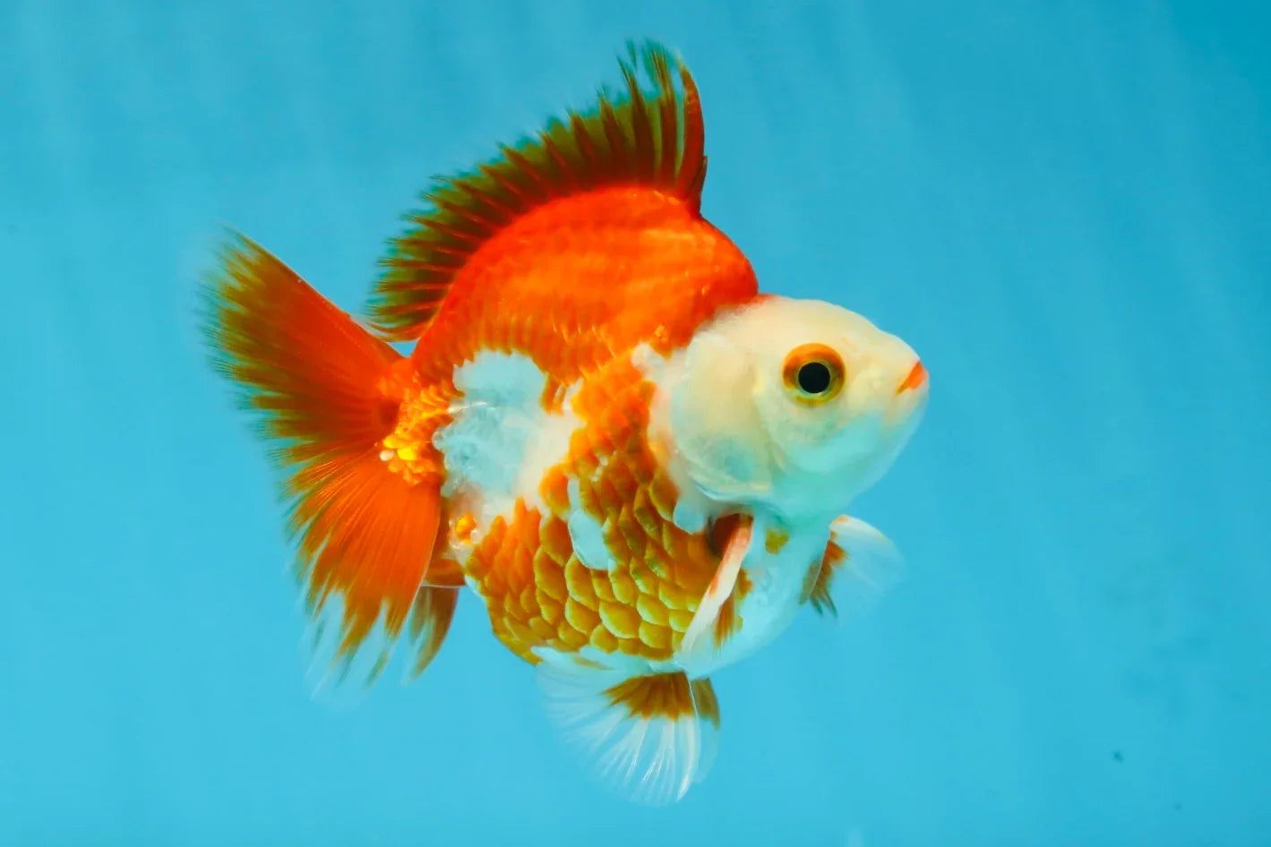 3rd Runner Up SHOW GRADE Red White Ryukin Male 3.5-4 inches #053025RK_9999