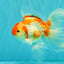 A Grade Kohaku Red White Oranda Male 6 inches #082826OR_15