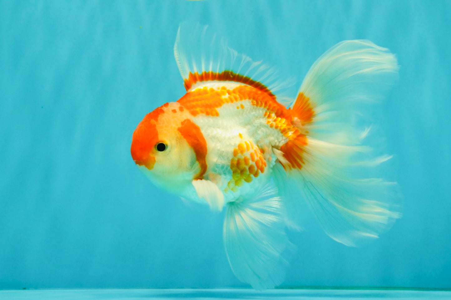 A Grade Kohaku Red White Oranda Male 6 inches #082826OR_15