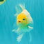 A Grade Strong Body Structure White Oranda Male 5.5-6 inches #062626OR_24