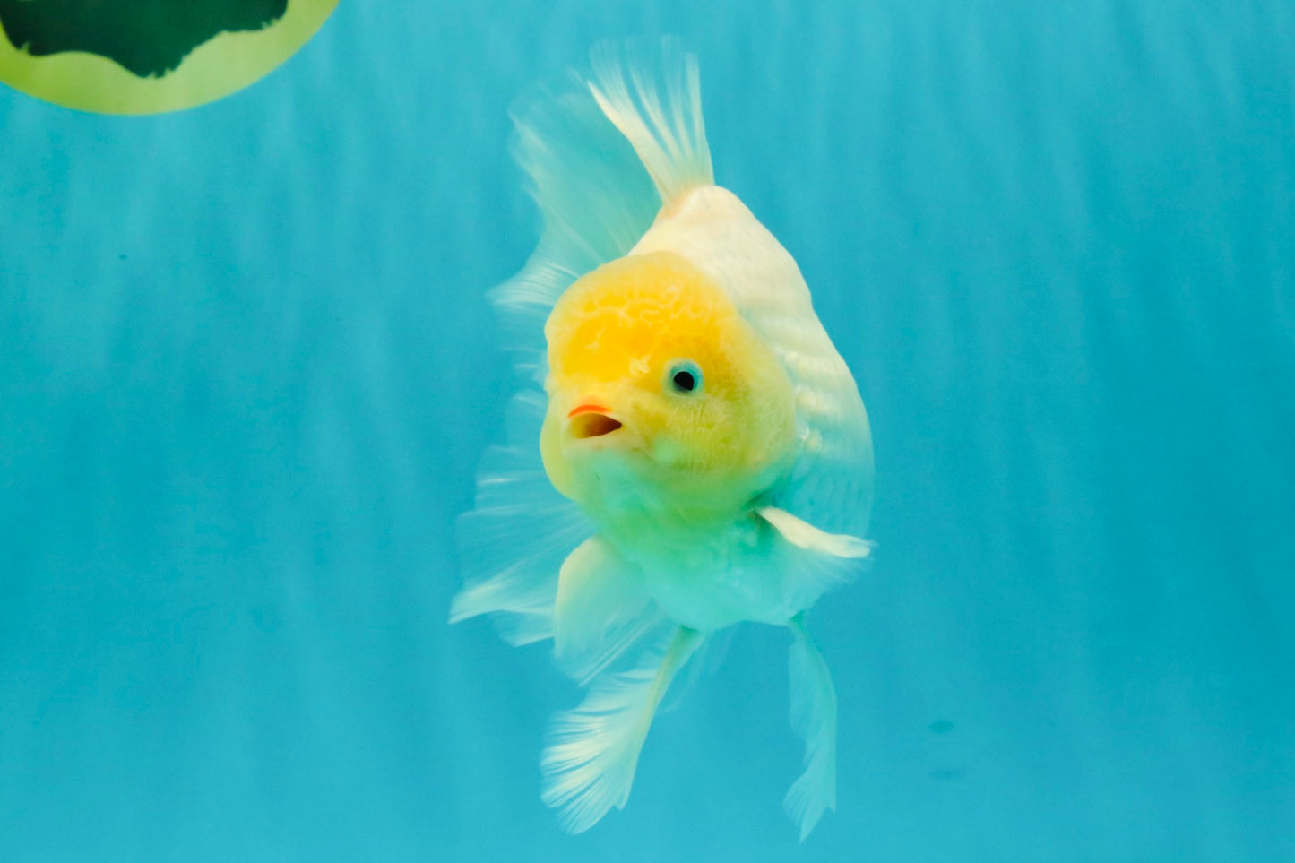 A Grade Strong Body Structure White Oranda Male 5.5-6 inches #062626OR_24