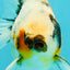 Calico Yuanbao Male 4.5-5 inches #071026YB_13