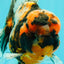 AAA Grade Special Calico Oranda Male 6 inches #062626OR_20