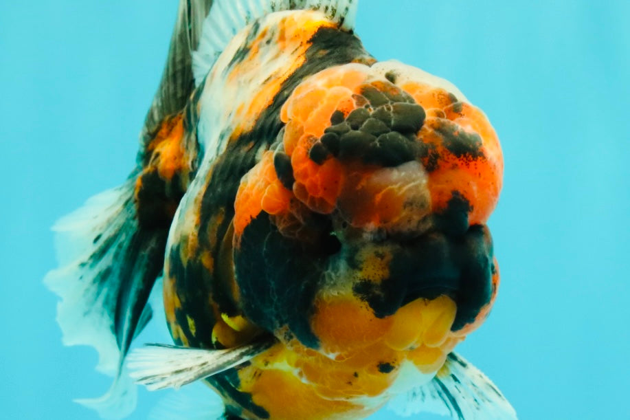 AAA Grade Special Calico Oranda Male 6 inches #062626OR_20