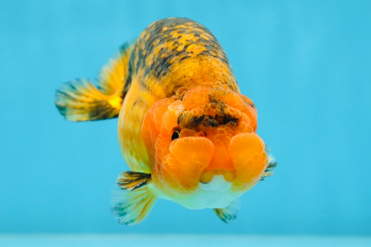 A Grade CHONKY Apache LionKing 4.5 inches #062025LC_06