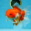 TOMATO AAA Grade Red White Oranda Male 5.5-6 inches #082225OR_11
