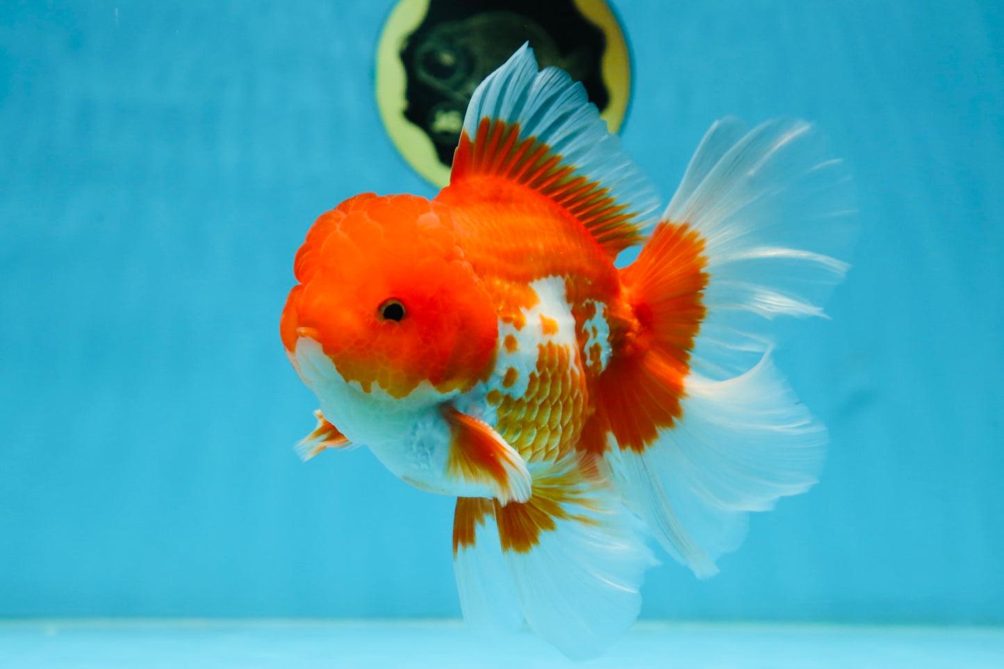 TOMATO AAA Grade Red White Oranda Male 5.5-6 inches #082225OR_11