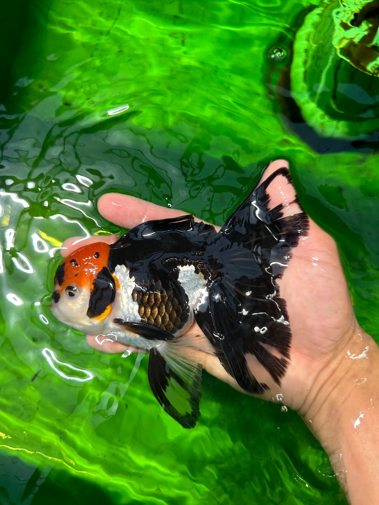 AAA Grade Tricolor Beautiful Tail Oranda Female 5.5–6 inches #0614OR_24