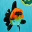 CHARLIE AAA Grade Apache Oranda Female 6 inches #071026OR_23