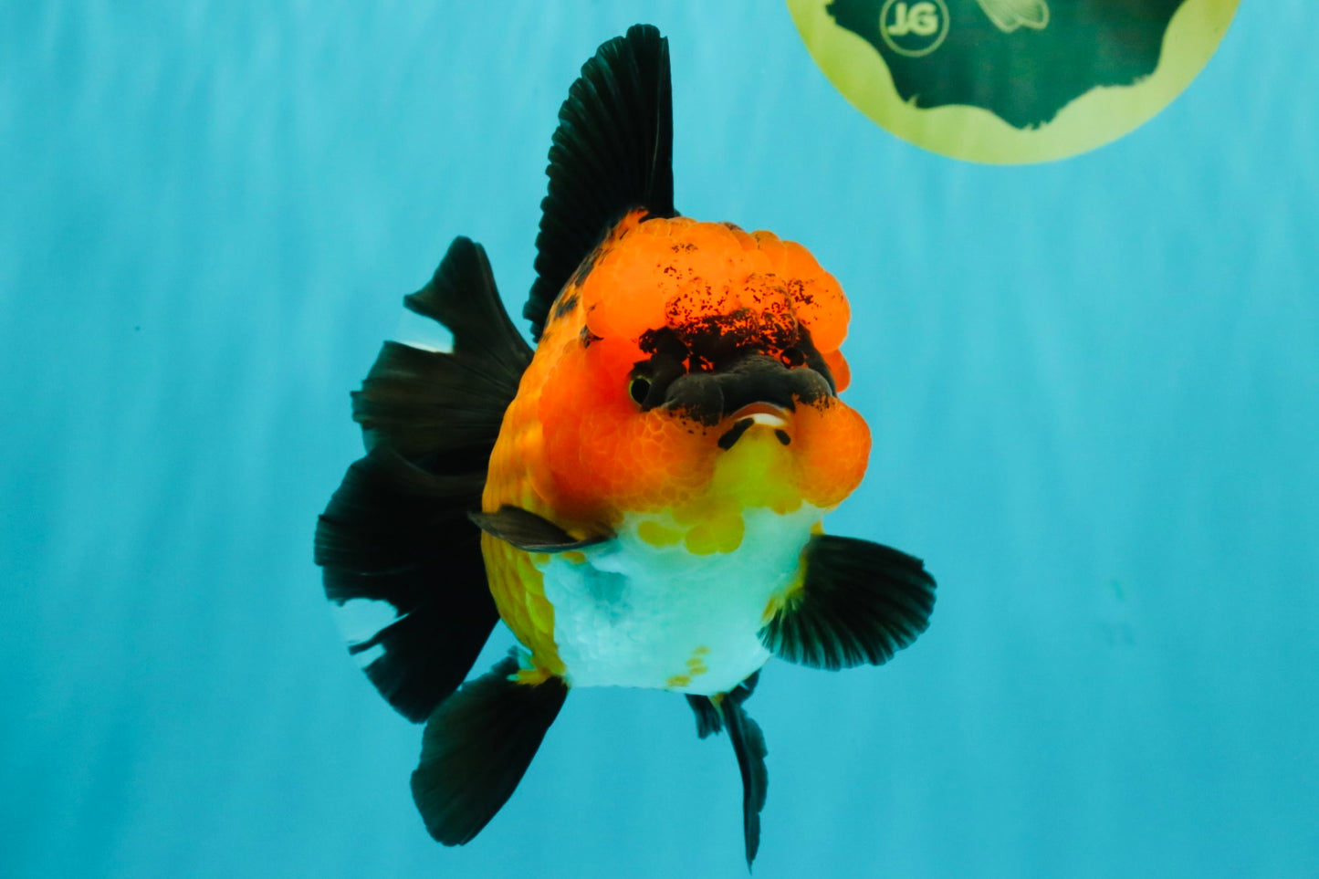CHARLIE AAA Grade Apache Oranda Female 6 inches #071026OR_23