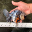 Kirin Oranda Female 6 inches #071726OR_19