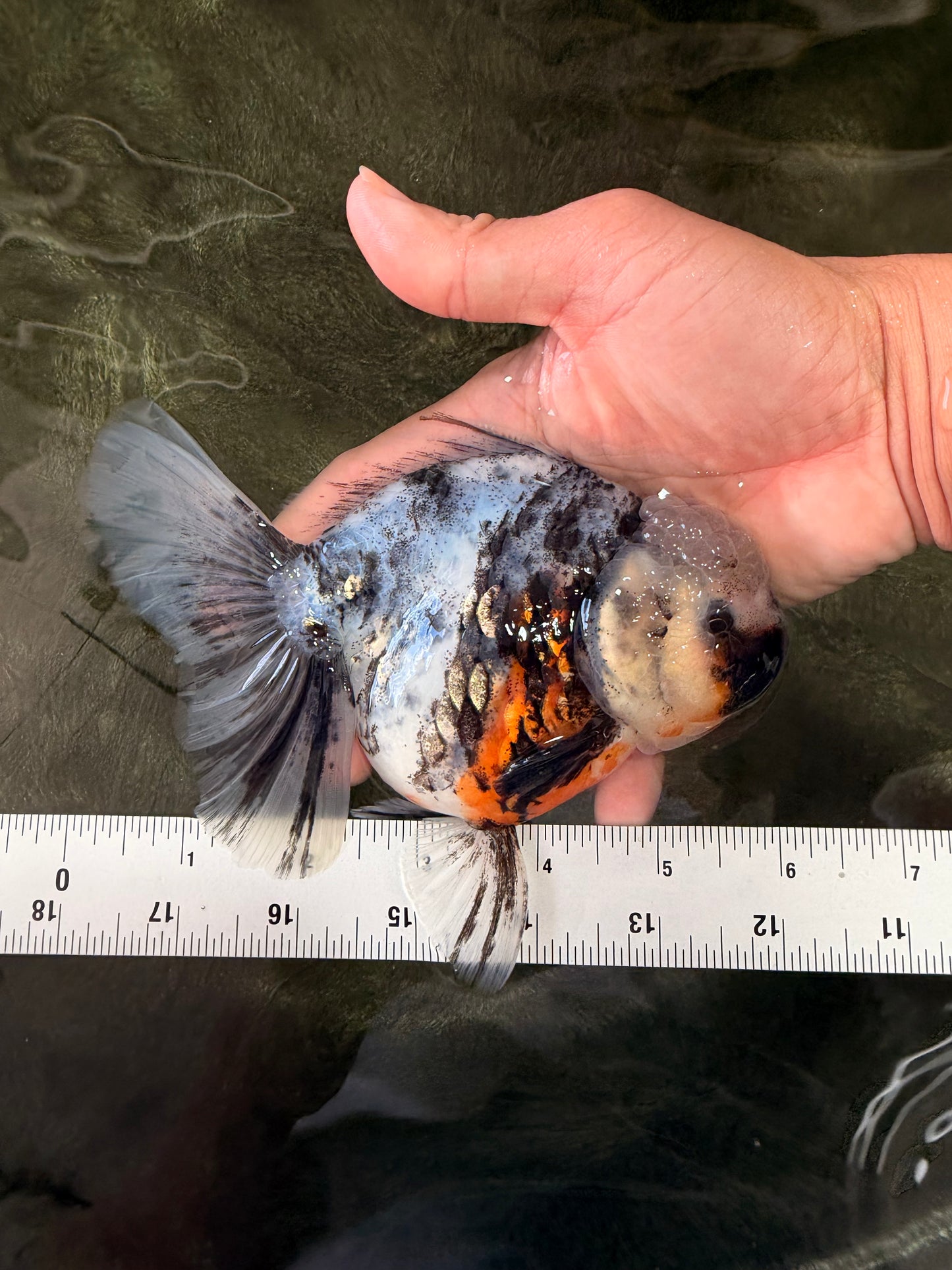 Kirin Oranda Female 6 inches #071726OR_19