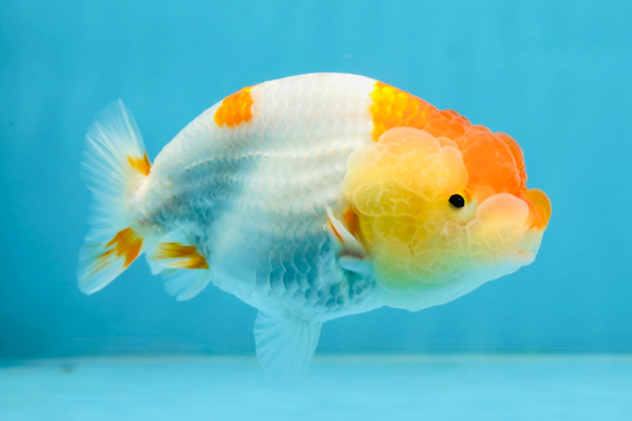 AAA Grade Young Red White Kohaku LionQueen 4 inches #101025LC_09