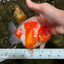 A Grade Kohaku Sakura Yuanbao Female 5 inches #100226YB_14