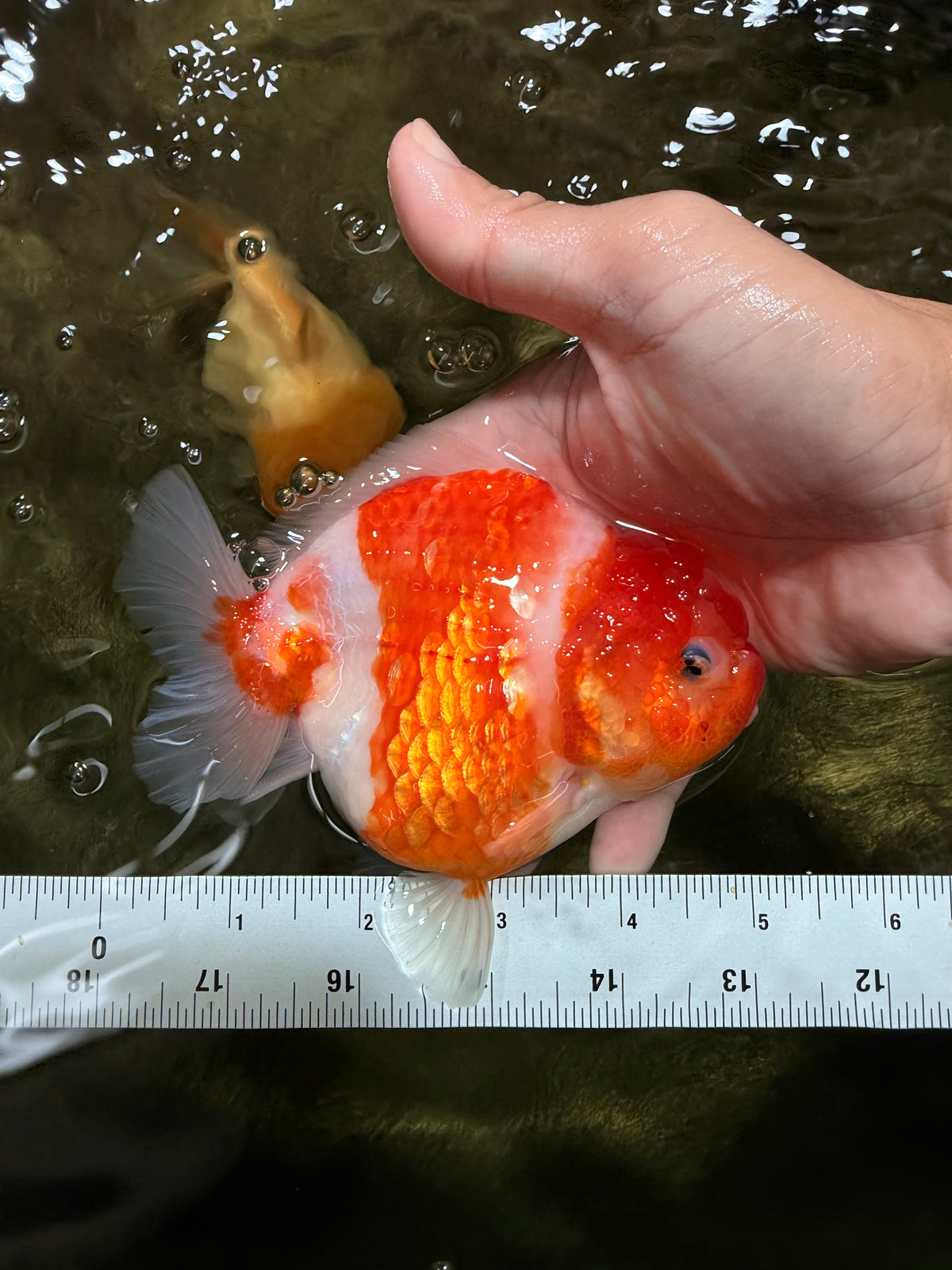 A Grade Kohaku Sakura Yuanbao Female 5 inches #100226YB_14