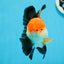 AAA Grade Tricolor Oranda Male 4.5-5 inches #0920OR_19