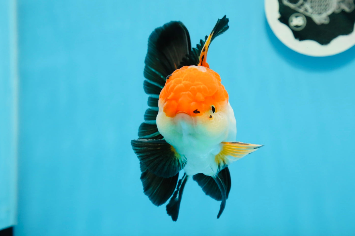 Oranda macho tricolor de grado AAA de 4,5 a 5 pulgadas n.º 0920OR_19