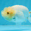 A Grade White LionQueen 4 inches #103125LC_26