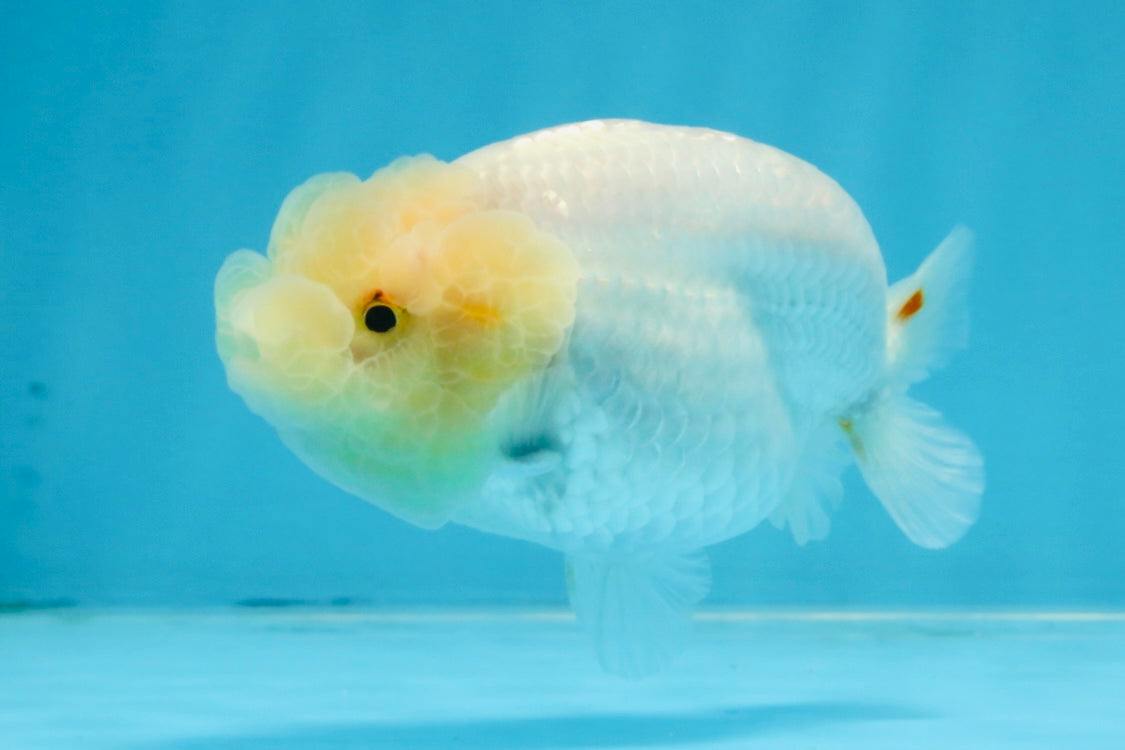 A Grade White LionQueen 4 inches #103125LC_26