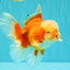 A Grade Red White Oranda Male 6 inches #100926OR_22