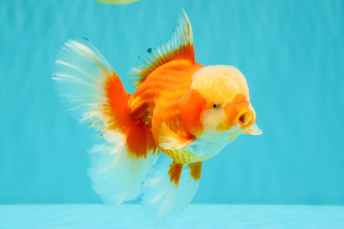 A Grade Red White Oranda Male 6 inches #100926OR_22