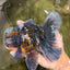 TOOTHLESS A Grade Kirin Oranda Male 6.5 inches #090426OR_01