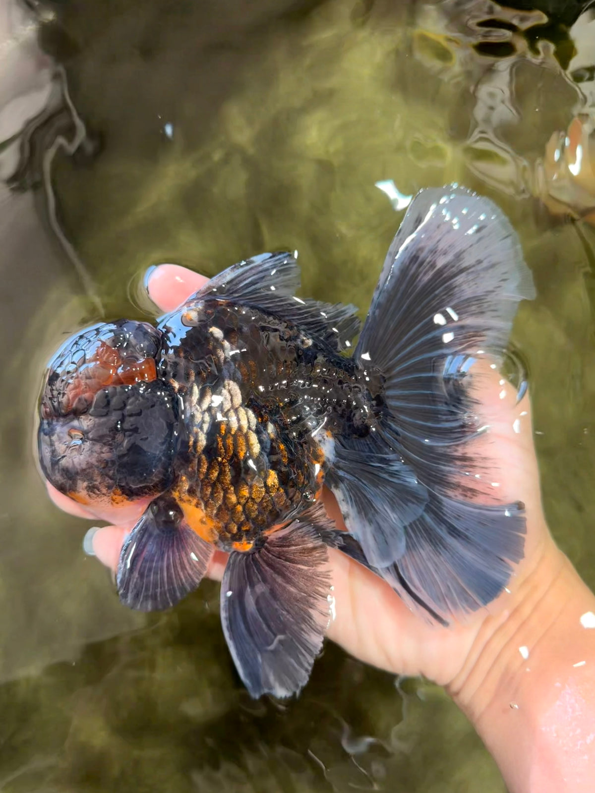 TOOTHLESS A Grade Kirin Oranda Male 6.5 inches #090426OR_01