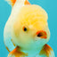 A Grade Lipstick Red White Oranda Male 5.5-6 inches #102326OR_14