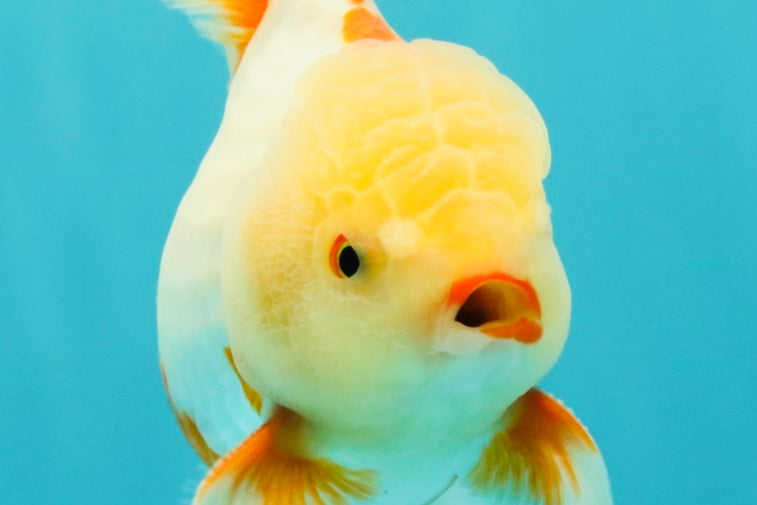 A Grade Lipstick Red White Oranda Male 5.5-6 inches #102326OR_14