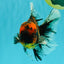 Tiger Oranda Male 6.5 inches #081426OR_02