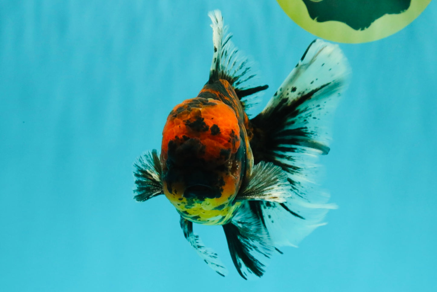 Tiger Oranda Male 6.5 inches #081426OR_02