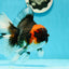 AAA Grade Ironman Tricolor Giant Generation Oranda Male 6-6.5 inches #0315OR_04