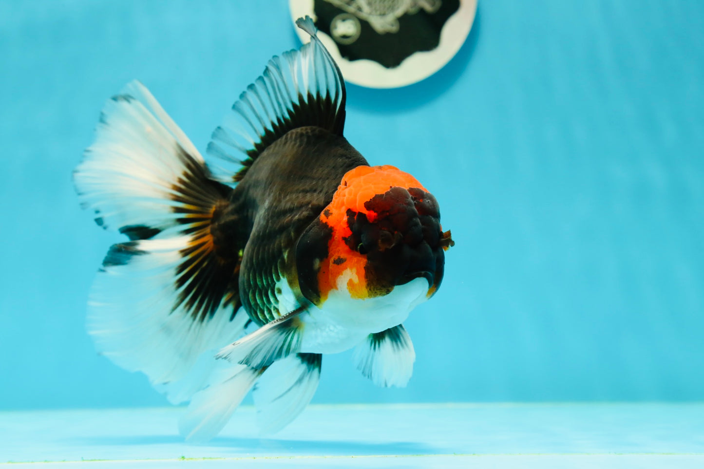 AAA Grade Ironman Tricolor Giant Generation Oranda Male 6-6.5 inches #0315OR_04