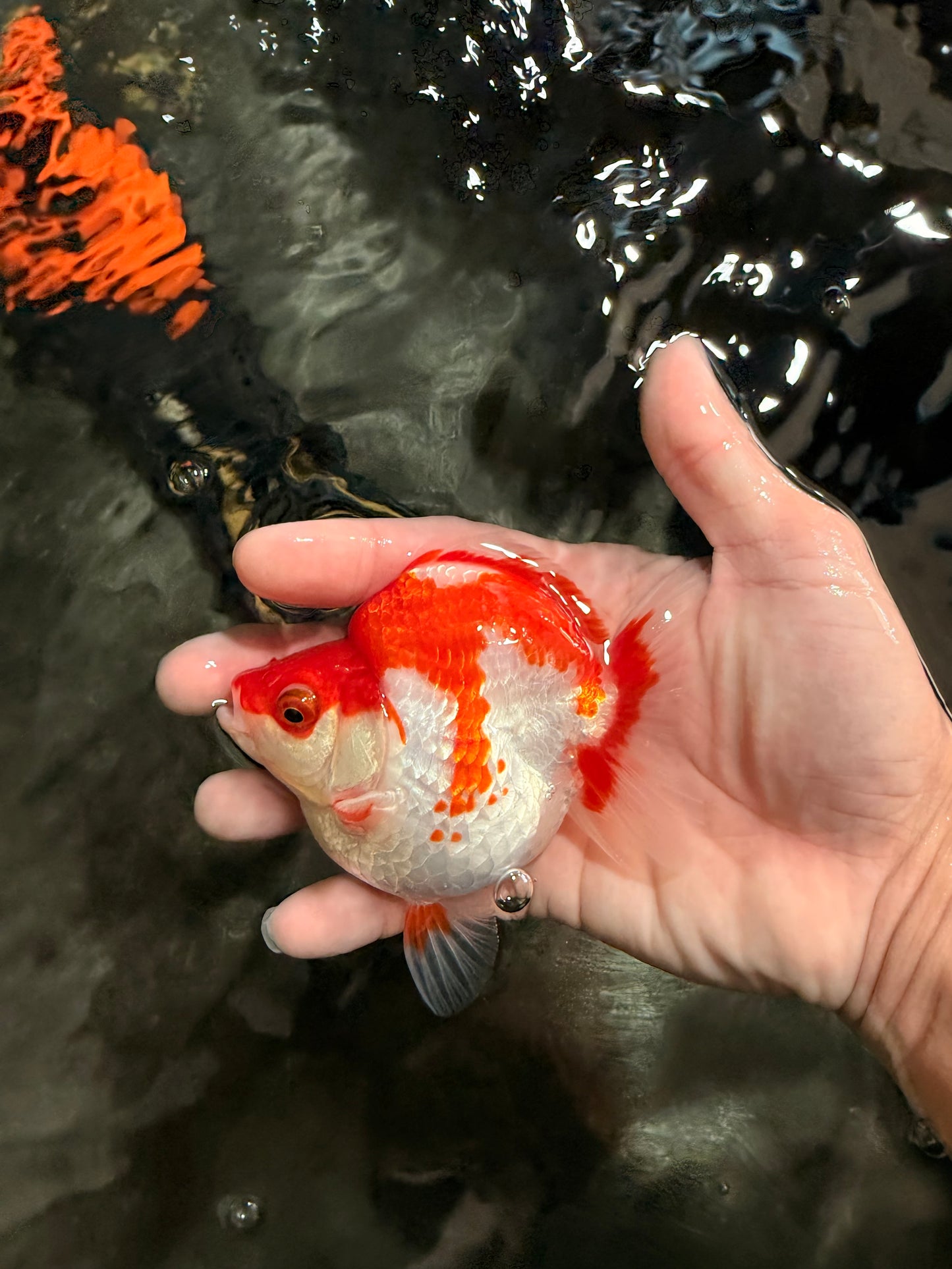 AAA Grade Red White Ryukin Female 4 inches #041726RK_01