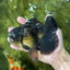 AAA Grade Young Godzilla Black Oranda Male 5.5 inches #050925OR_53