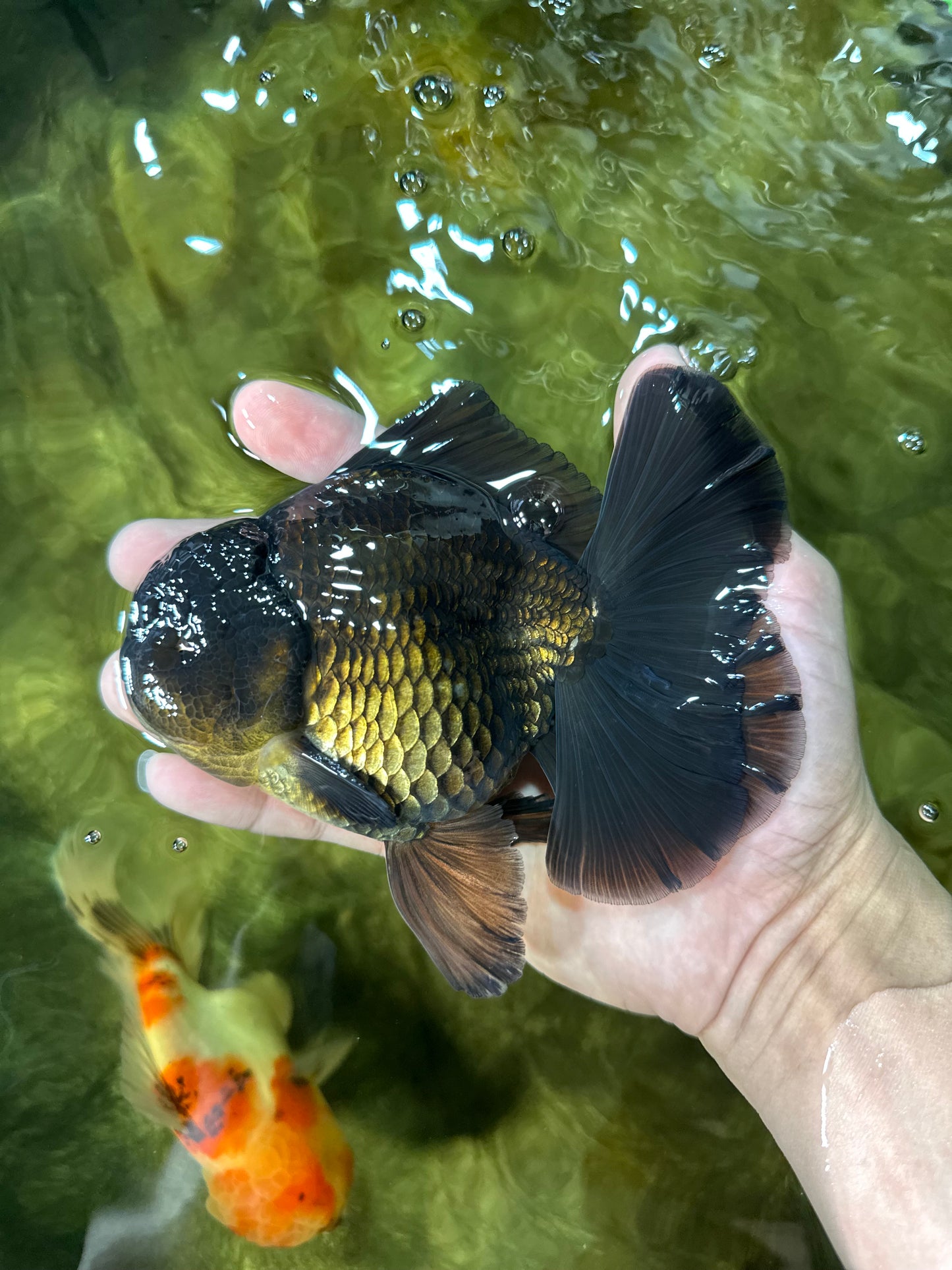AAA Grade Young Godzilla Black Oranda Male 5.5 inches #050925OR_53