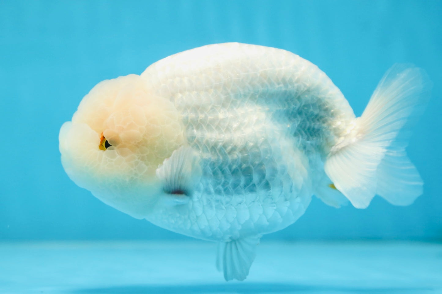 AAA Grade SNOW WHITE LionQueen 5.5-6 inches #090525LC_01