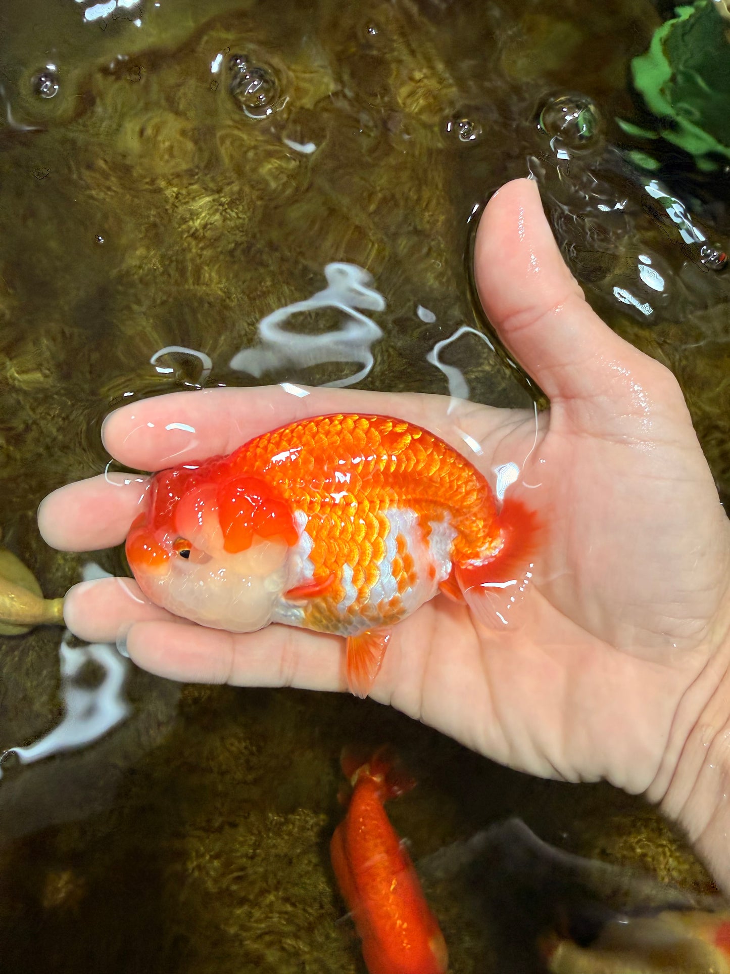 A Grade Red White LionQueen 4 inches #103125LC_18