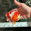 AAA Grade Red White Ryukin Male 4 inches #041726RK_05