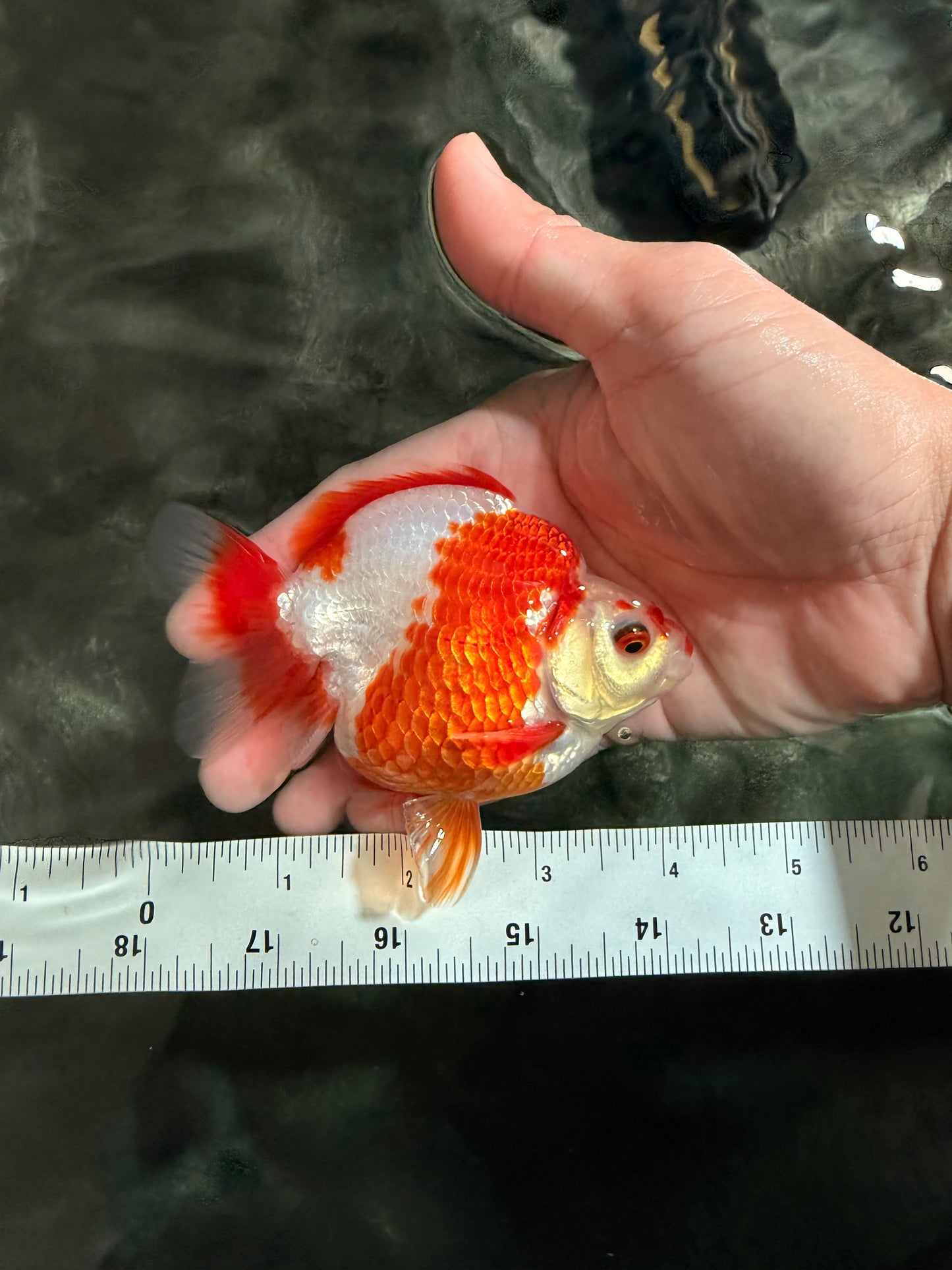 AAA Grade Red White Ryukin Male 4 inches #041726RK_05