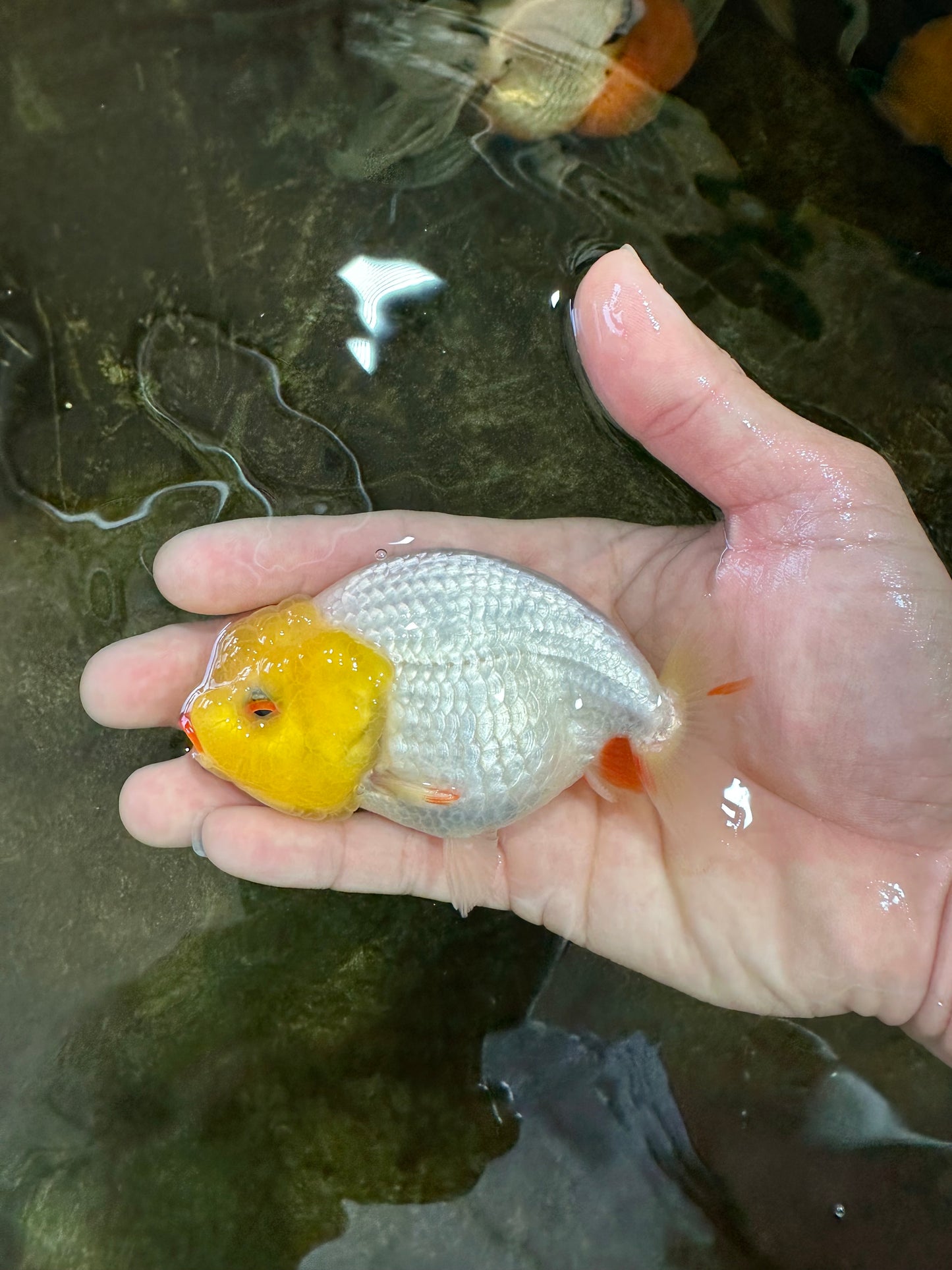 A Grade Lemonhead LionQueen 4 inches #070425LC_13